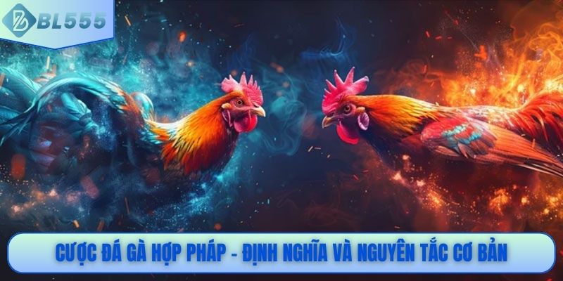 Cược đá gà hợp pháp – Định nghĩa và nguyên tắc cơ bản