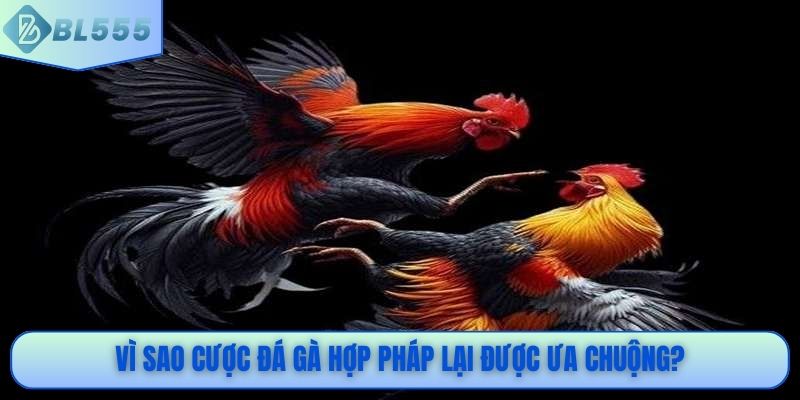 Vì sao cược đá gà hợp pháp lại được ưa chuộng?